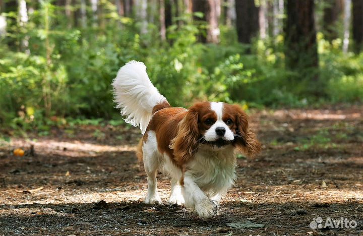 Кавалер Кинг Чарльз Спаниель вязка