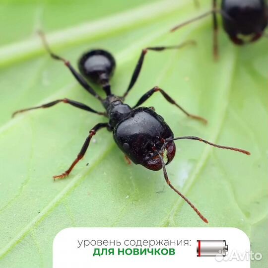 Муравьи жнецы