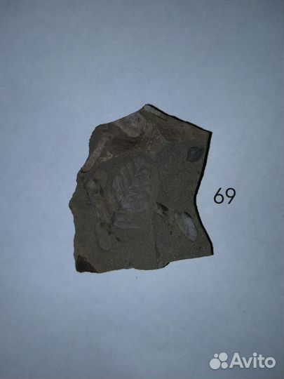 Окаменелые растения. Карбон