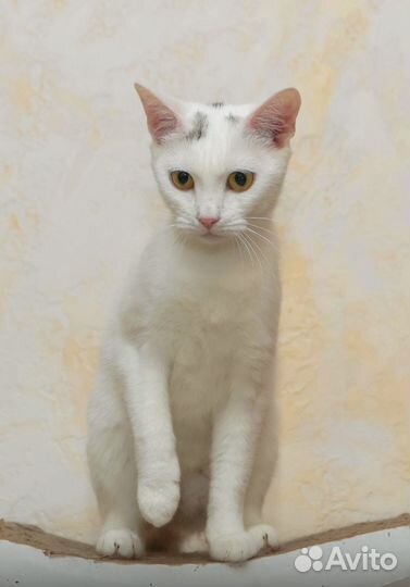 Кошечка в добрые руки