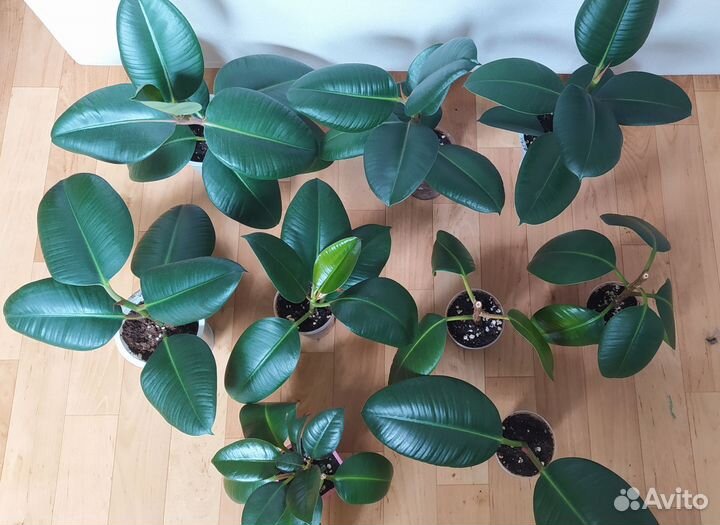 Фикус каучуконосный (эластика)