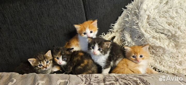 Кошка Котята 1.5 месяца