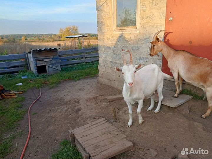Продам дойных коз
