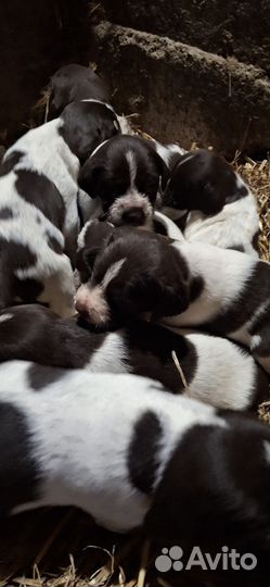 Собаки щенки