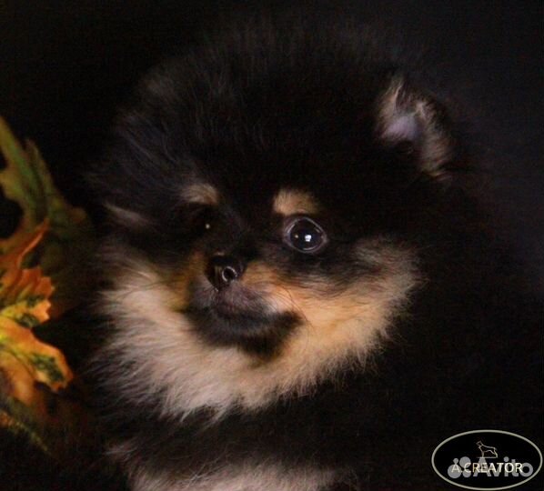 Померанский шпиц - Чёрно-подпалые малыши