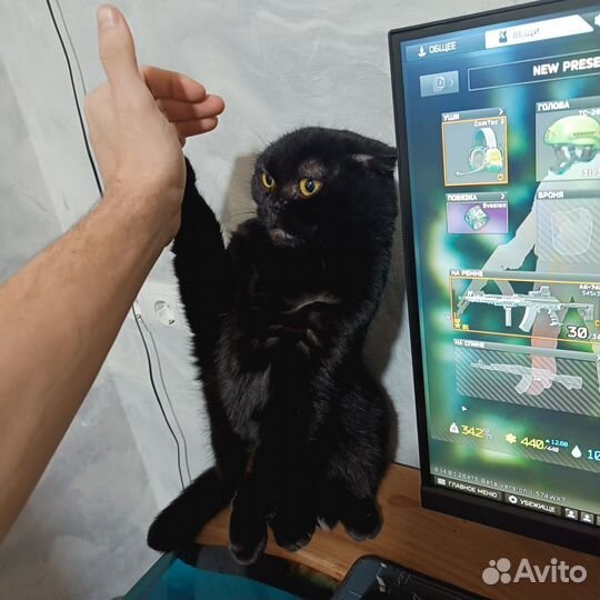 Аренда кошки террористки