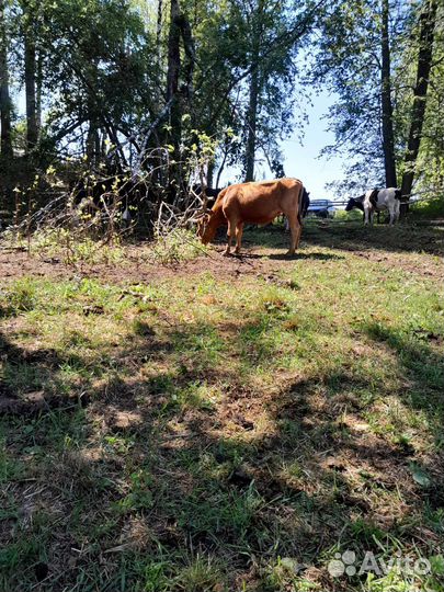 Продам стадо коров
