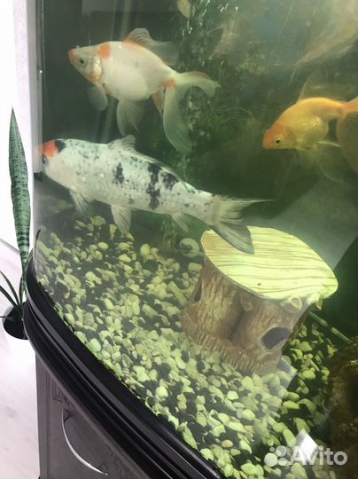 Аквариумные рыбки