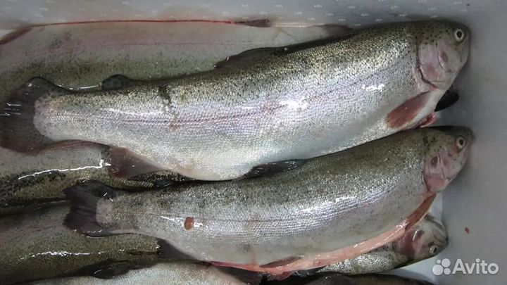 Карельская форель, икра, филе, печень трески