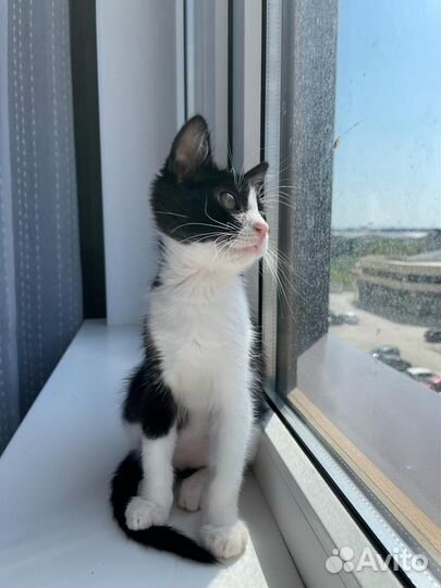 Котенок в добрые руки бесплатно черно-белый