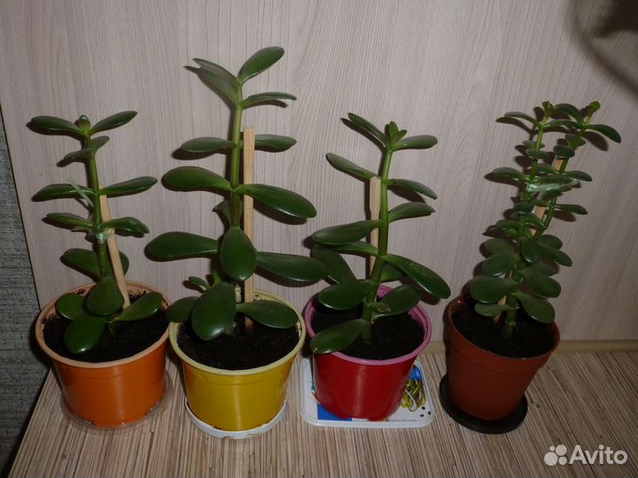 Денежное дерево толстянка