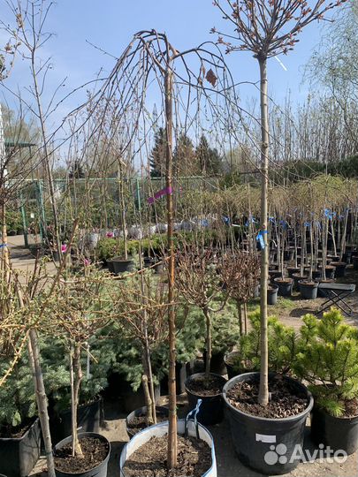 Береза youngii на штамбе