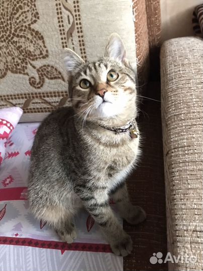 Котенок бенгалский метиз