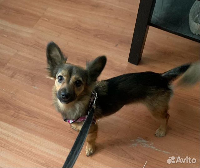 Собака девочка