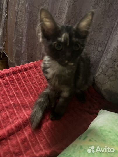 Котята мейн-кун