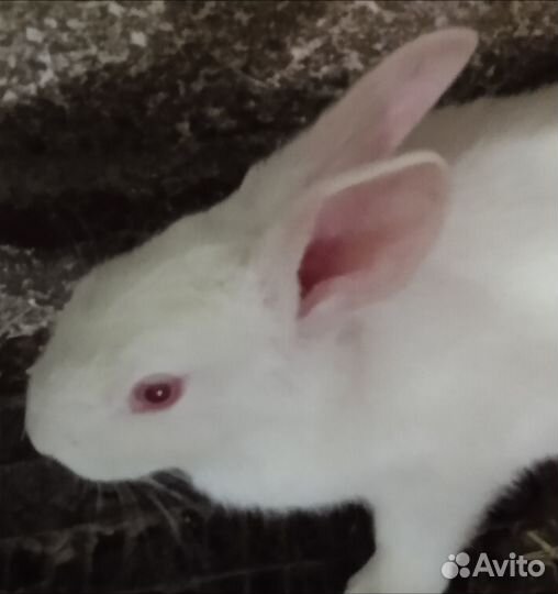 Породистые кролики