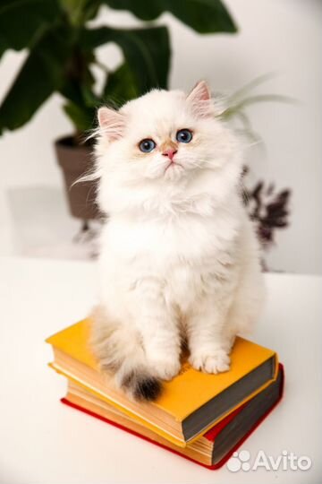 Золотой колорик британский мальчик