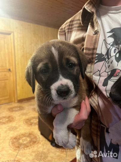 Щенки сенбернара девочки