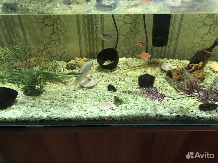 Аквариум с рыбками