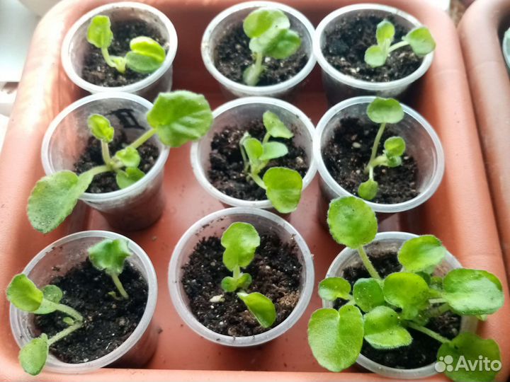 Фиалка узумбарская (сенполия) саженцы