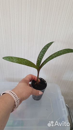 Комнатные цветы (традесканция, гинура, ледебурия)