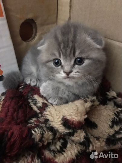 Шотландские вислоухие котята