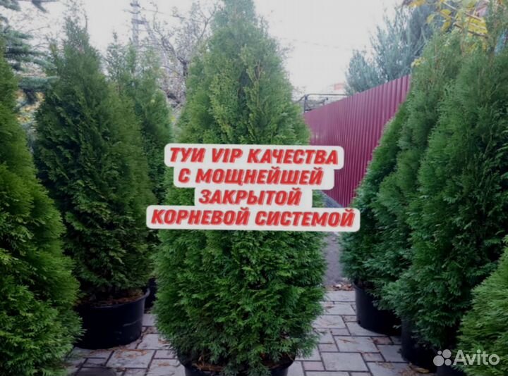 Туя Смарагд 1 метра и 2 метра