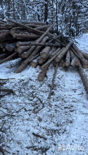 Лес кругляк сосна