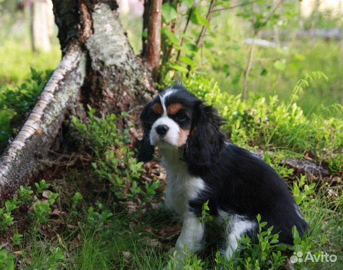Кавалер кинг чарльз спаниель девочка