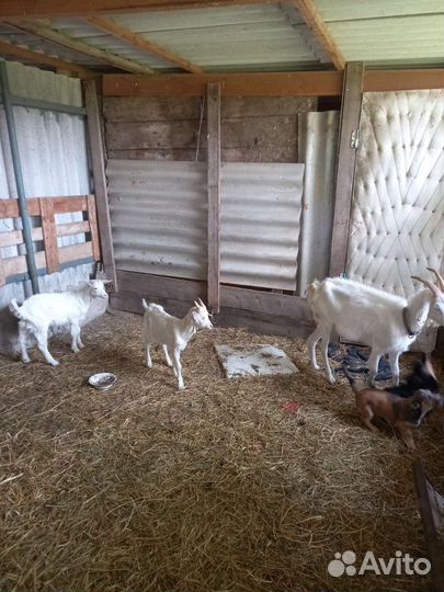 Козы и козлята продажа