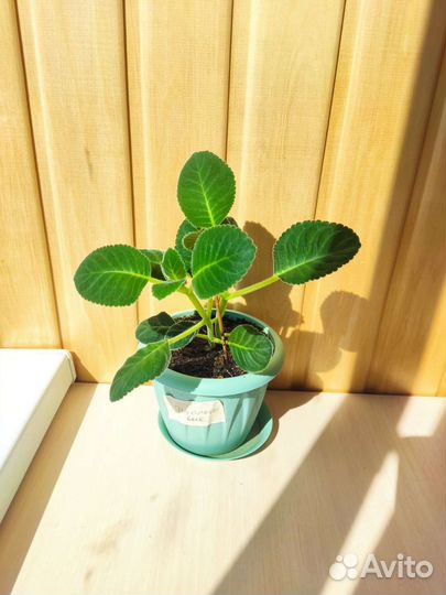 Глоксиния махровая