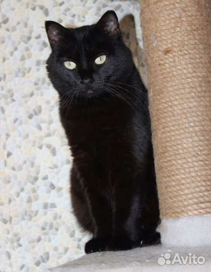 Кошка Магия