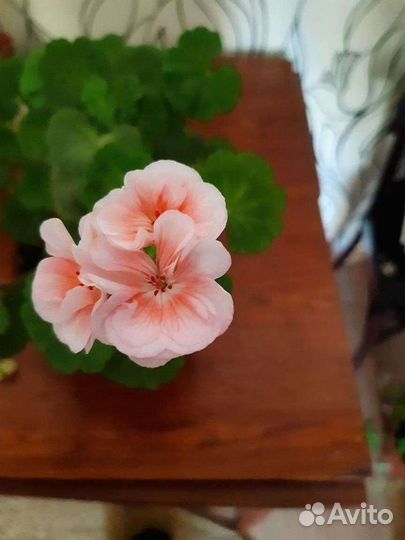 Пеларгония герань