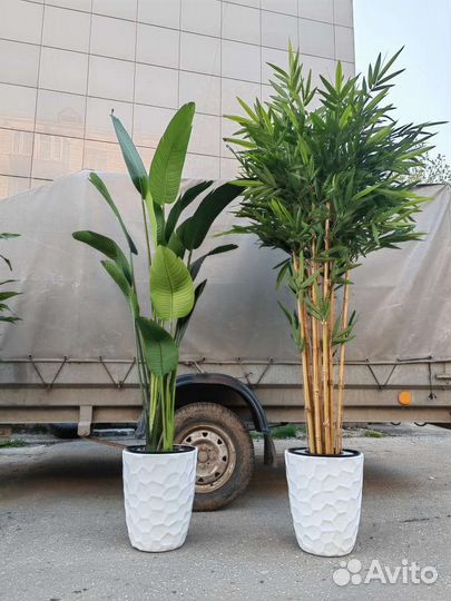 Фикус, пальма, бамбук - реалистичные деревья, от