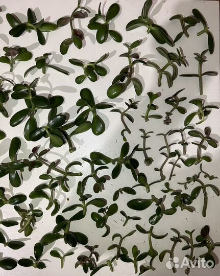 Черенки - Крассула Овата Денежное дерево Толстянка