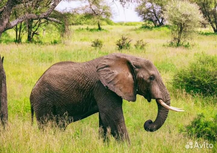 Путешествие в Танзанию (сафари)