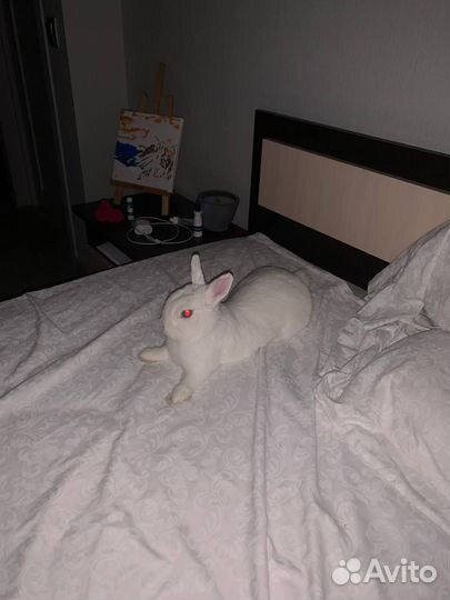 Вязка кролика декоративного