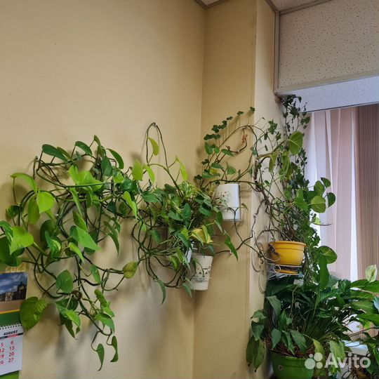 Комнатные цветы бесплатно