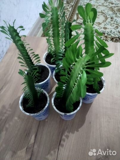 Кактус молочай