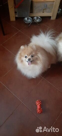Померанский шпиц девочка