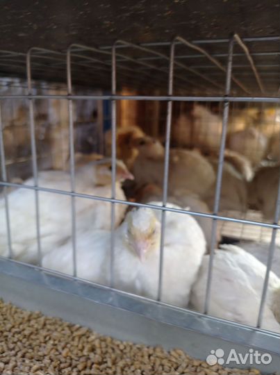 Перепела продажа