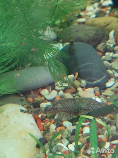 Сом анцитрус