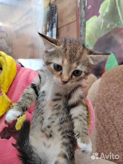 Кошка в дар бесплатно