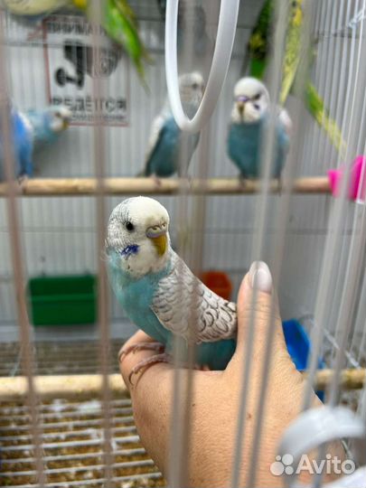 Волнистый попугай от заводчика Ручные