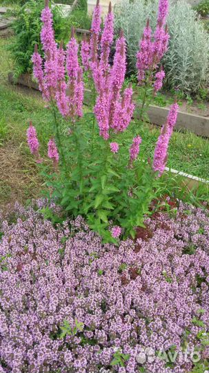 Тимьян (чабрец ), Душица (орегано )