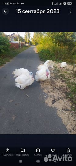 Индюки домашние