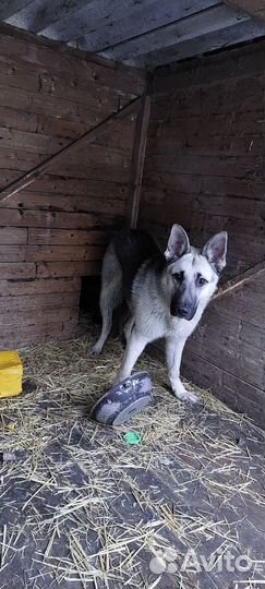 Кобель вязка вео