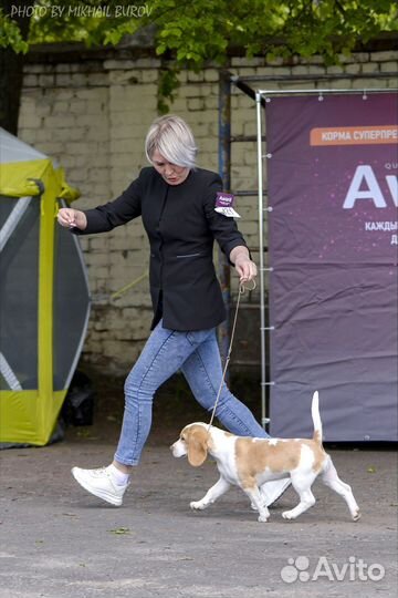 Щенки бигль