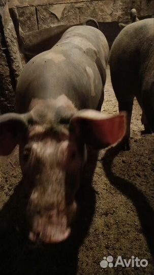 Хрячки пьетрен 4 месяца