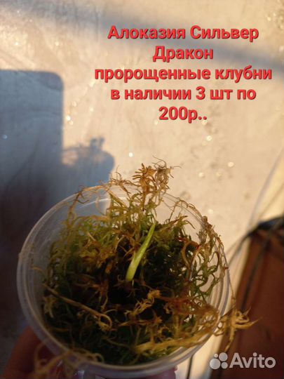 Комнатные растентя